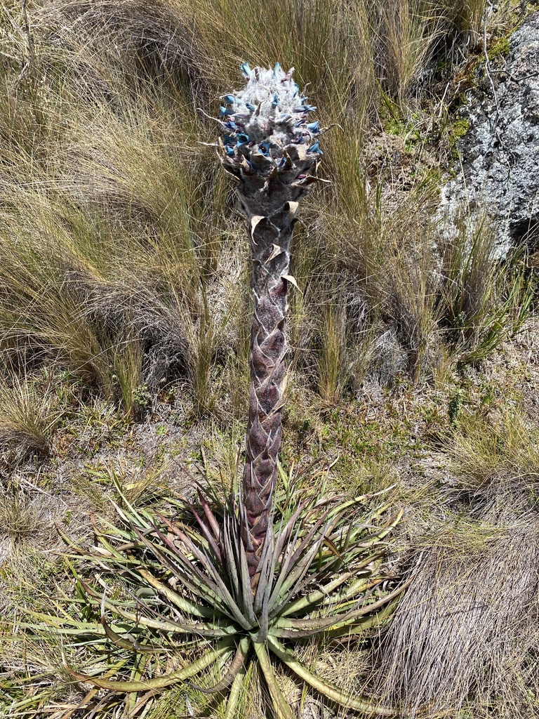 Puya compacta
