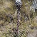 Puya compacta - Photo (c) Jessica Gilbert, some rights reserved (CC BY-NC), uploaded by Jessica Gilbert
