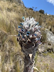 Puya compacta