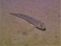 Acentrogobius pflaumii