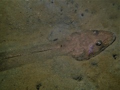 Platycephalus westraliae