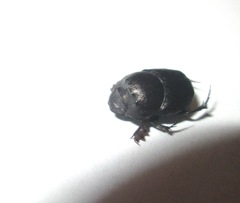 Onthophagus vitulus