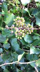 Hedera azorica
