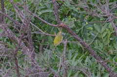 Zosterops anderssoni