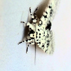 Lichnoptera decora
