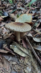 Clarkeinda trachodes