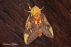 Citheronia maureillei