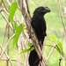 Smooth-billed Ani - Photo (c) Taran Rampersad, some rights reserved (CC BY-NC-SA)