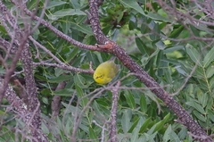 Zosterops anderssoni