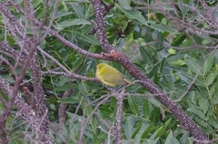 Zosterops anderssoni