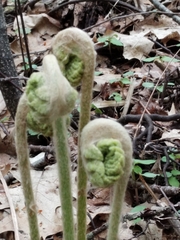 Osmundaceae