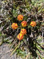 Gentianella hirculus