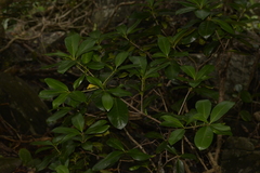 Corynocarpus rupestris