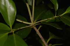 Corynocarpus rupestris