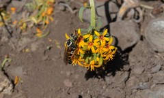 Mitrodetus dentitarsis