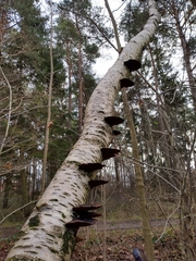 Daedaleopsis tricolor