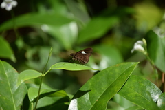 Notocrypta paralysos varians