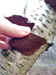 Daedaleopsis tricolor