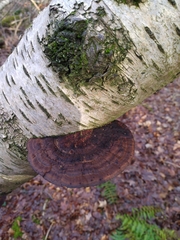 Daedaleopsis tricolor