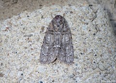 Acronicta modica