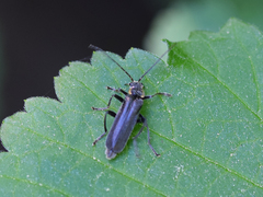 Cantharis obscura