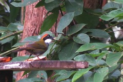 Arremon brunneinucha