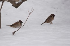 Passer montanus