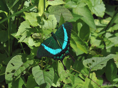 Papilio palinurus