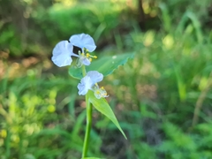 Commelina eckloniana