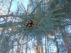Pinus sylvestris
