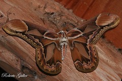 Rothschildia hopfferi