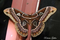 Rothschildia maurus