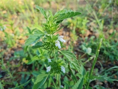 Leucas sexdentata