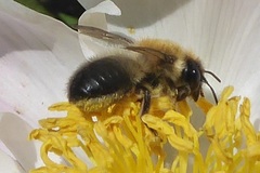 Megachile nigriventris