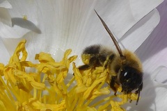 Megachile nigriventris