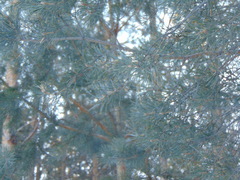 Pinus sylvestris