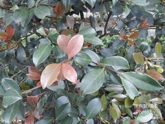 Camellia hengchunensis