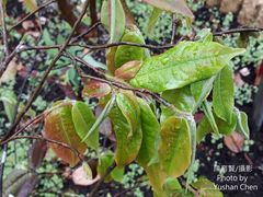 Camellia salicifolia