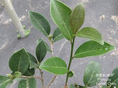 Camellia hengchunensis