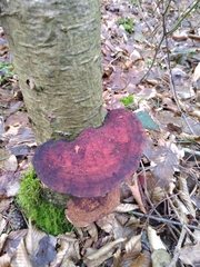Daedaleopsis tricolor
