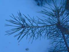 Pinus sylvestris