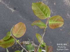 Camellia salicifolia