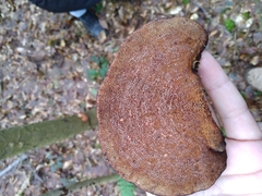 Daedaleopsis tricolor