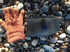 Dipturus intermedius