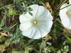 Calystegia purpurata