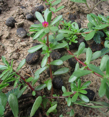 Portulaca amilis image