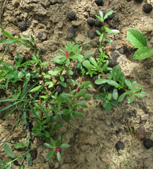 Portulaca amilis image