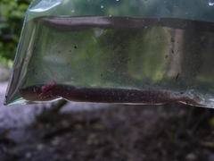 Necturus punctatus