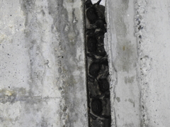 Vespertilio sinensis