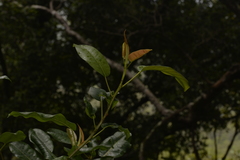 Ficus obliqua